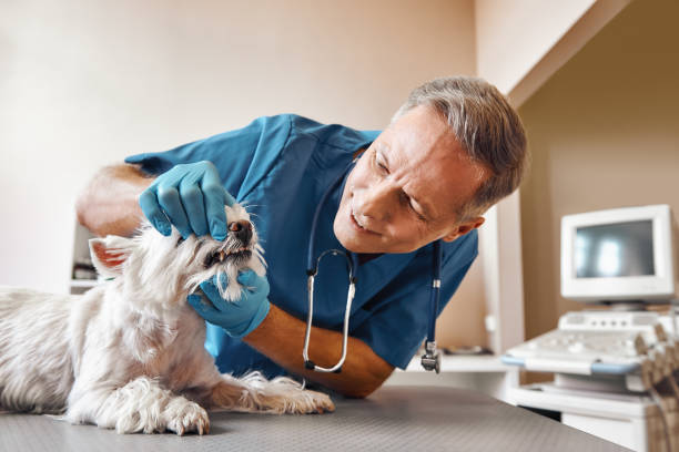 Best Root Canal Emergency Dentist  in Kentwood, MI